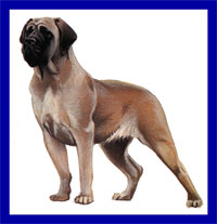 a well breed Mastiff dog